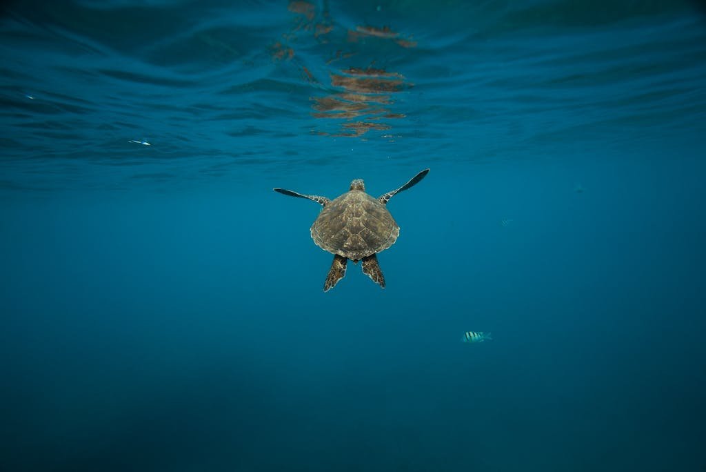 tortue mer horizon Mexique
