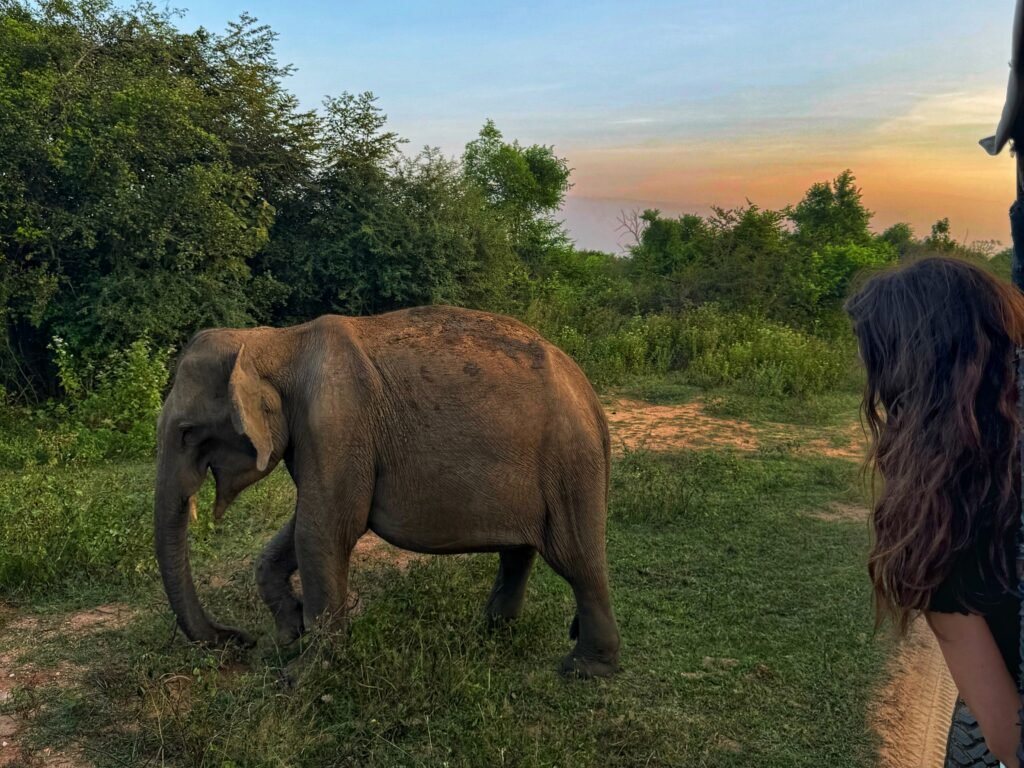 sri lanka elephant horizon